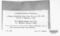 Cladonia crispata var. crispata image